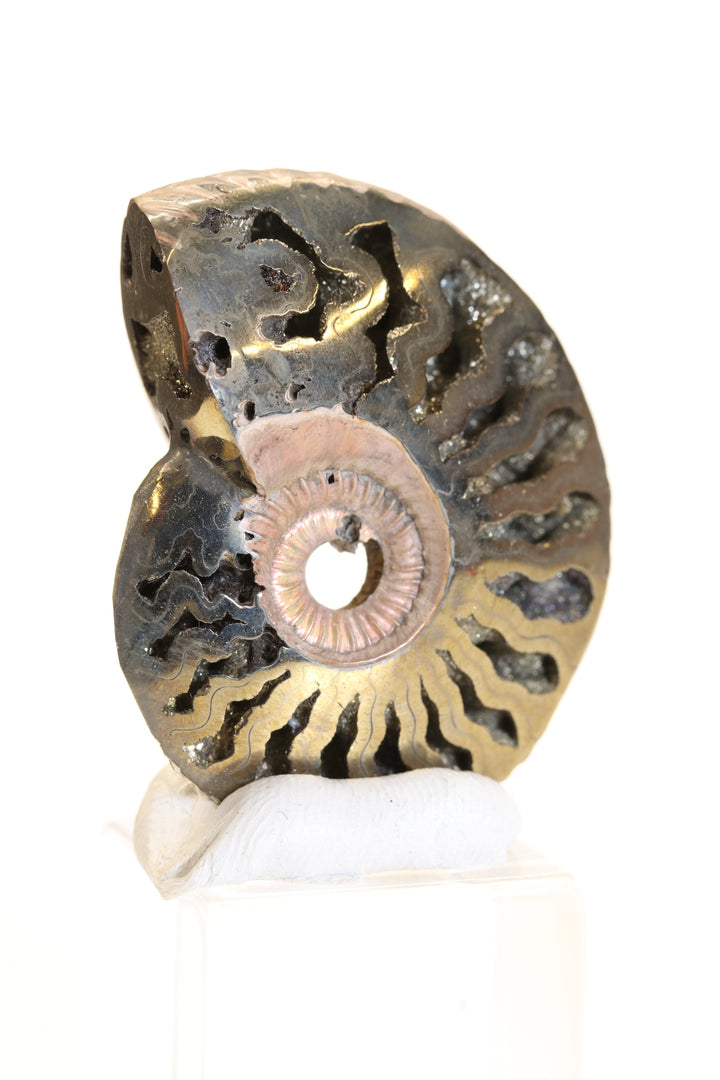 Pyritized Ammonite Fossil TD1769