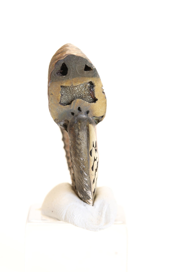 Pyritized Ammonite Fossil TD1769