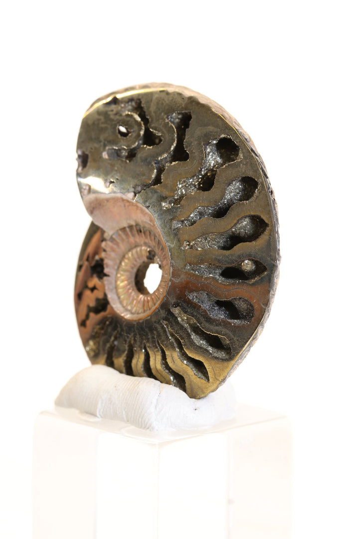 Pyritized Ammonite Fossil TD1769