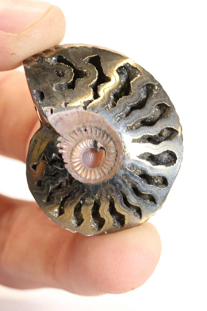 Pyritized Ammonite Fossil TD1769
