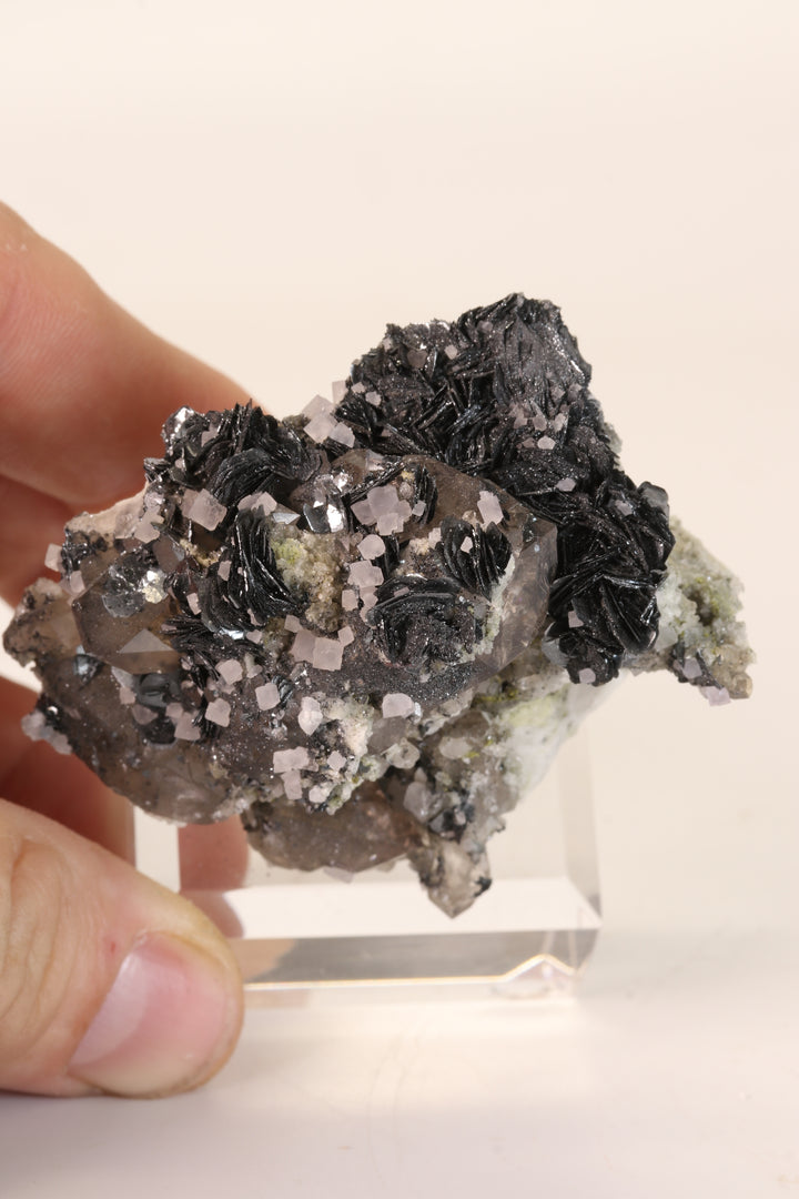 Fluorite and Hematite Rosettes on Smoky Quartz TD2878
