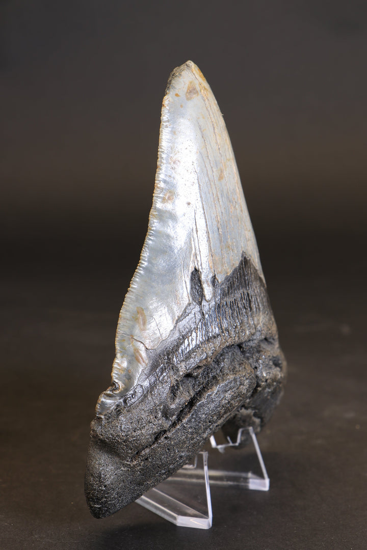 5.5" Megalodon Tooth TD458
