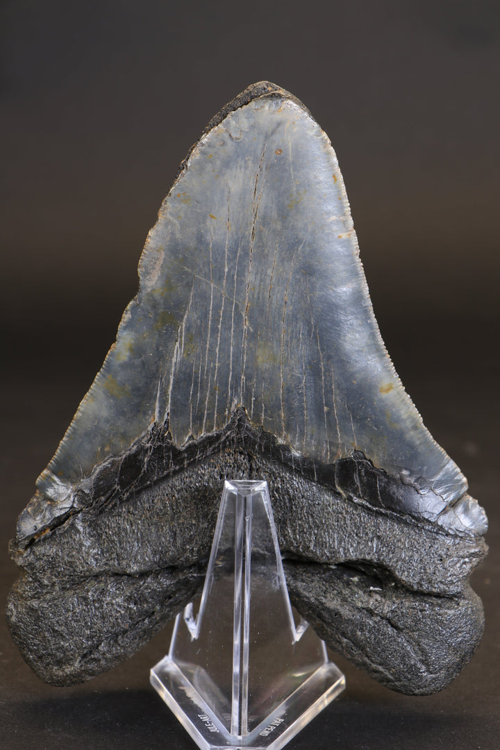 5.5" Megalodon Tooth TD458