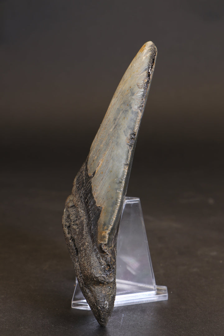 5.5" Megalodon Tooth TD458