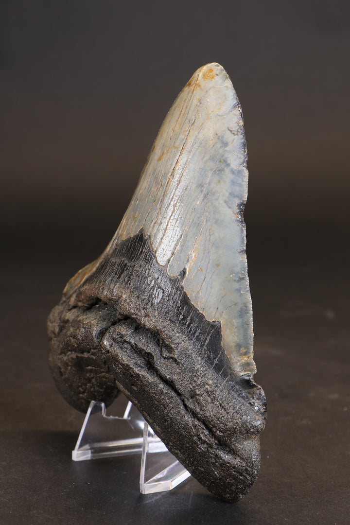 5.5" Megalodon Tooth TD458