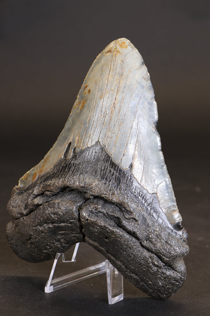5.5" Megalodon Tooth TD458