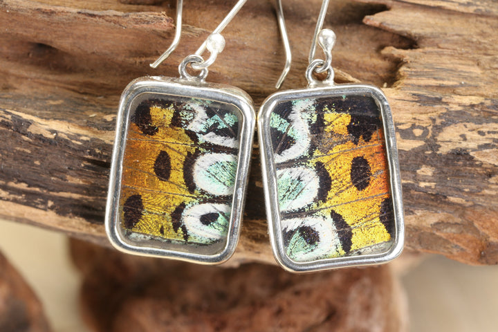 Urania Ripheus Butterfly Earrings TF181