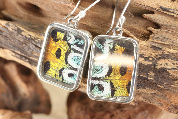 Urania Ripheus Butterfly Earrings TF181