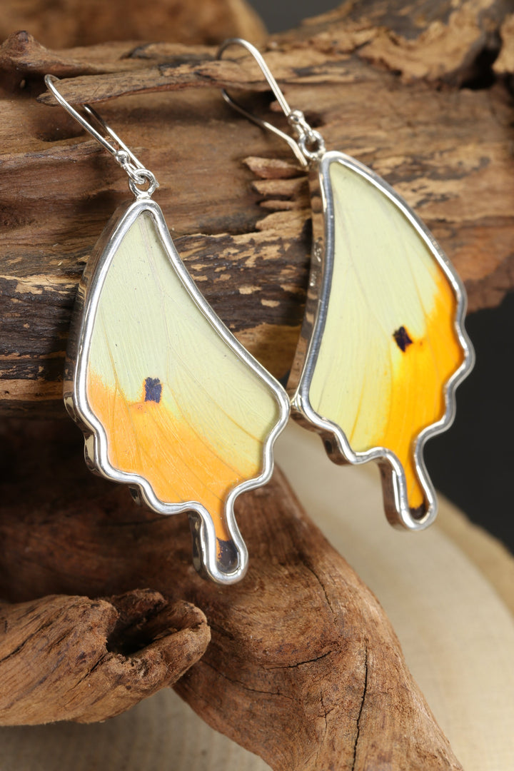 Menippe Butterfly Dangle Earrings TF184