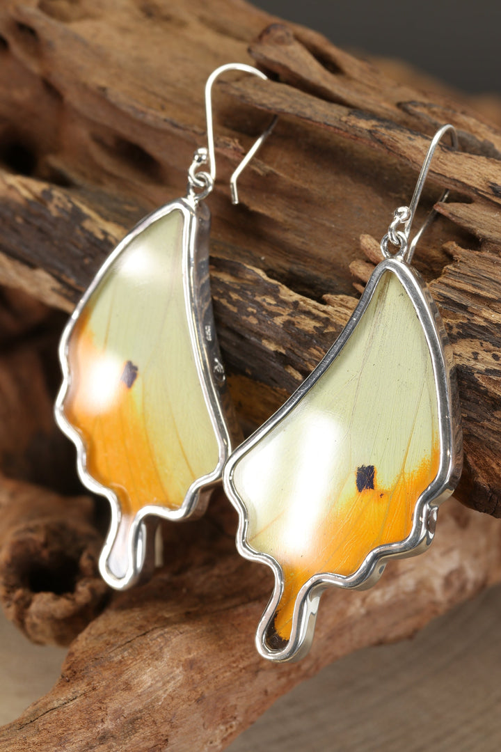 Menippe Butterfly Dangle Earrings TF184