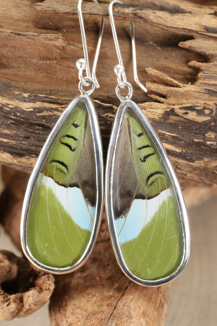 Nessaea Butterfly Dangle Earrings TF643