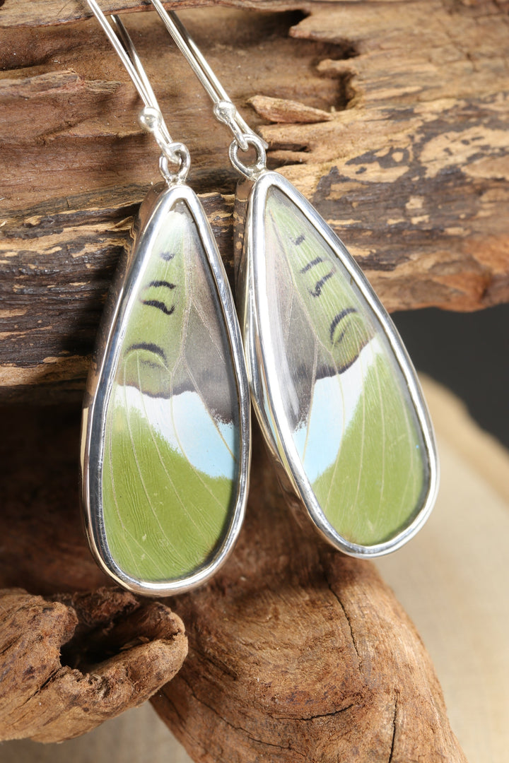 Nessaea Butterfly Dangle Earrings TF643