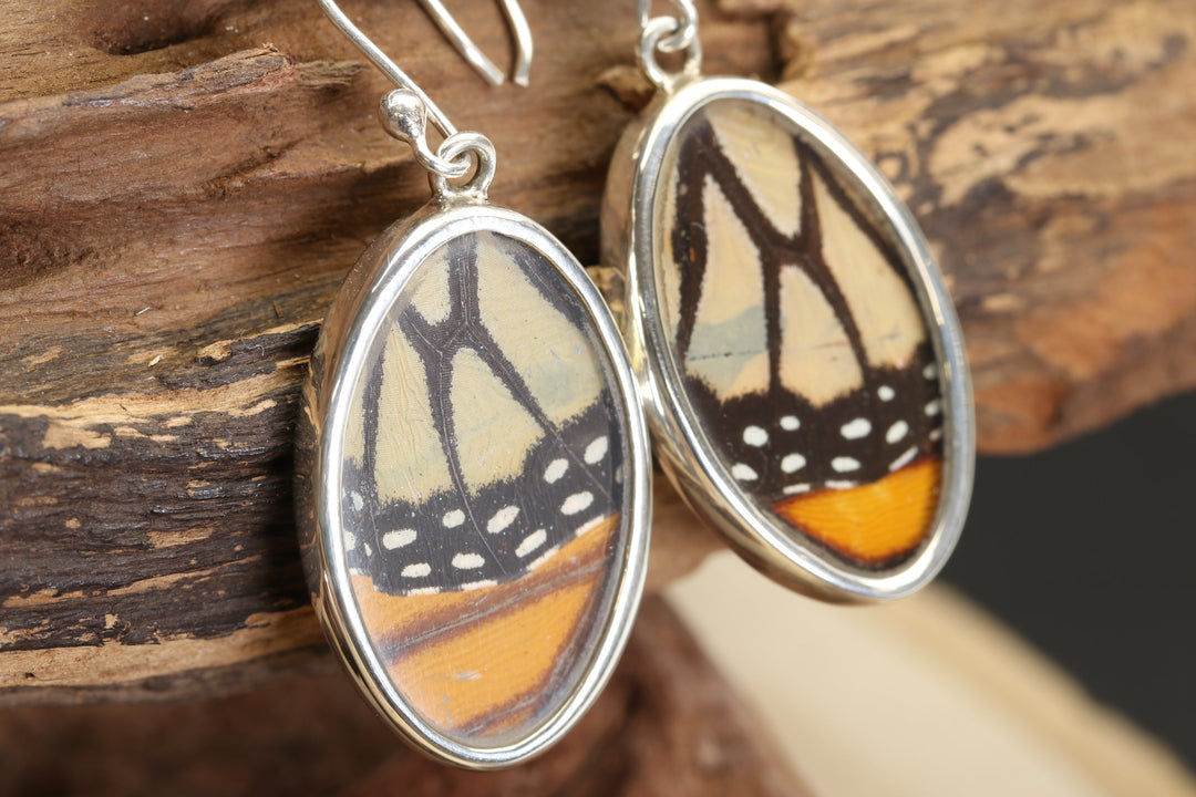 Monarch Butterfly Earrings TF666
