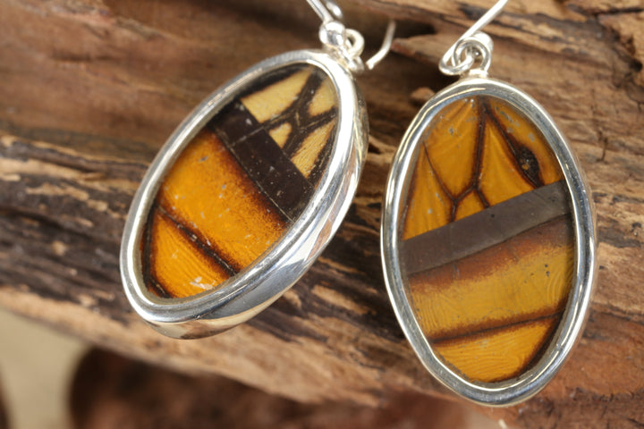 Monarch Butterfly Earrings TF666