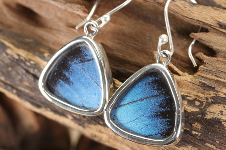 Morpho Achilles Butterfly Dangle Earrings TF674