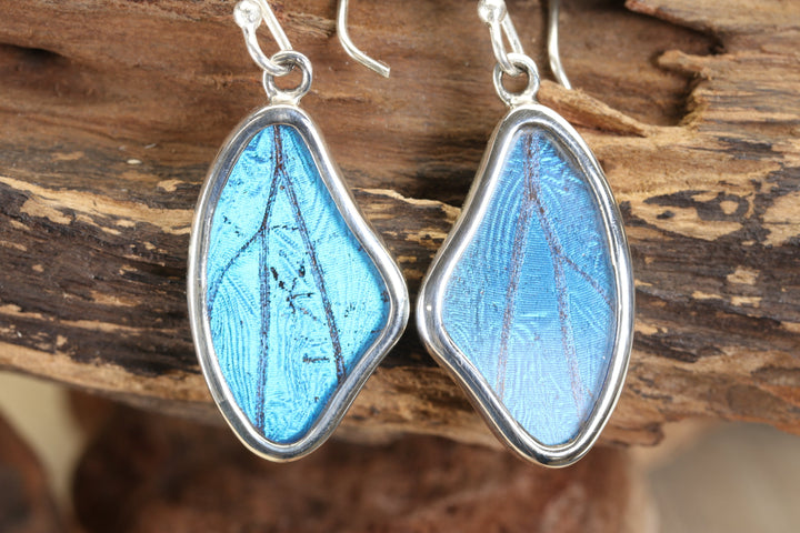 Morpho Butterfly Dangle Earrings TF679