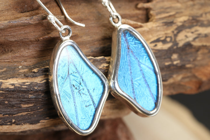 Morpho Butterfly Dangle Earrings TF679