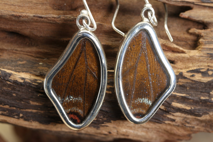 Morpho Butterfly Dangle Earrings TF679