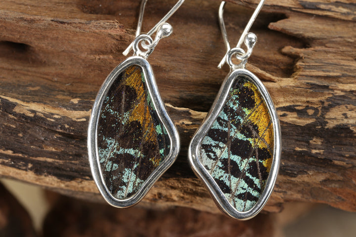 Urania Ripheus Butterfly Earrings TF689
