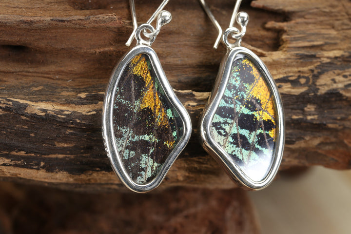 Urania Ripheus Butterfly Earrings TF689