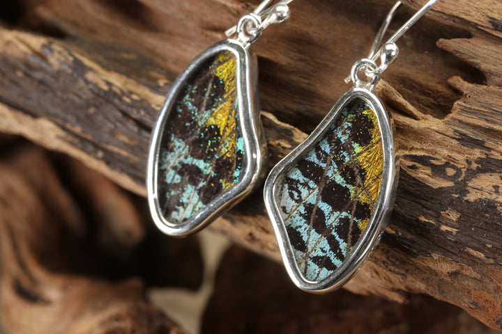 Urania Ripheus Butterfly Earrings TF689