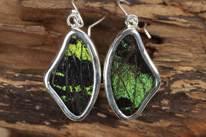 Urania Ripheus Butterfly Earrings TF689