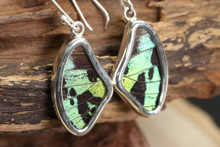 Urania Ripheus Butterfly Earrings TF692