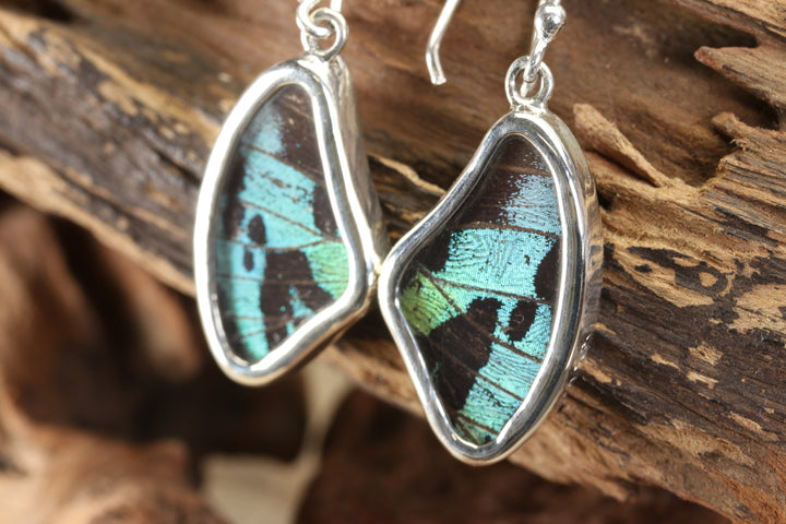 Urania Ripheus Butterfly Earrings TF692
