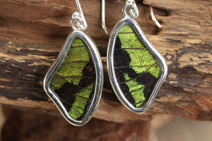 Urania Ripheus Butterfly Earrings TF692
