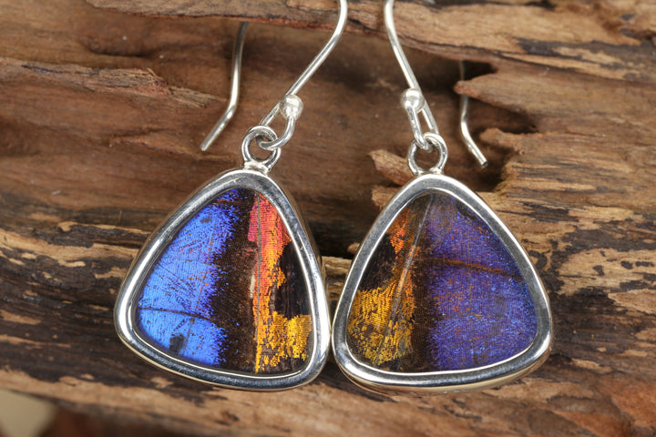 Morpho and Urania Ripheus Butterfly Earrings TF699