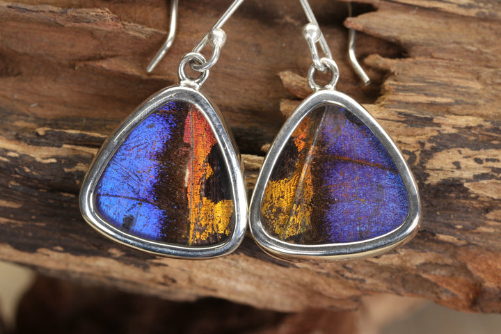 Morpho and Urania Ripheus Butterfly Earrings TF699
