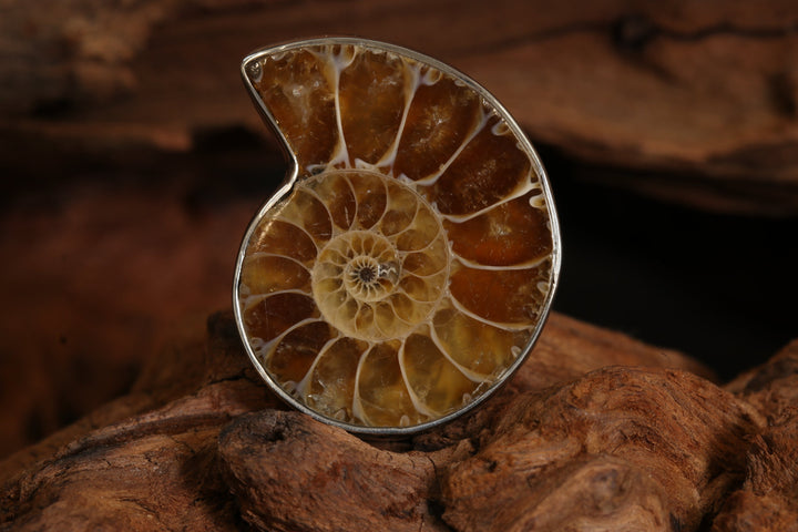 Ammonite Ring Size 5 DS1944