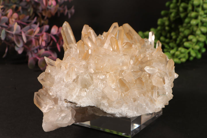 Golden Healer Quartz Cluster TU3335