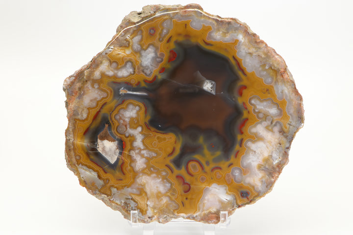 Borden Formation Kentucky Agate - Estill County, Kentucky DS1699