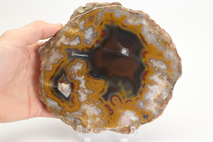 Borden Formation Kentucky Agate - Estill County, Kentucky DS1699