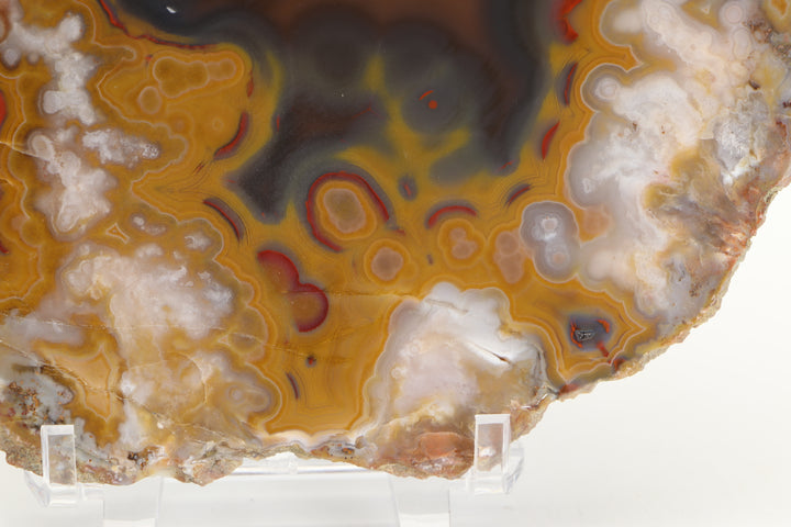 Borden Formation Kentucky Agate - Estill County, Kentucky DS1699