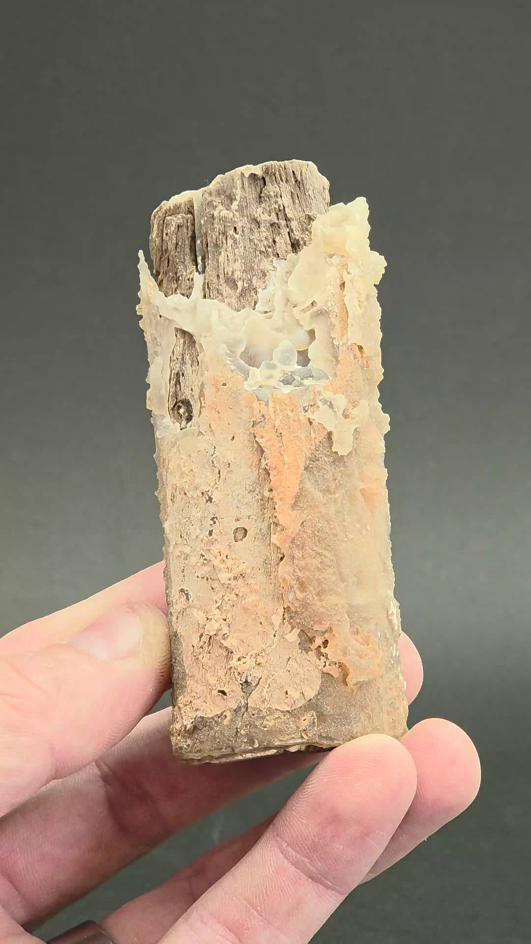 Blue Forest Petrified Wood DS1225