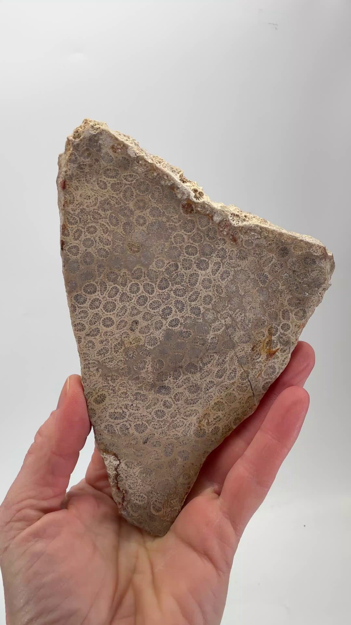 Coral Fossil Slab DS1467
