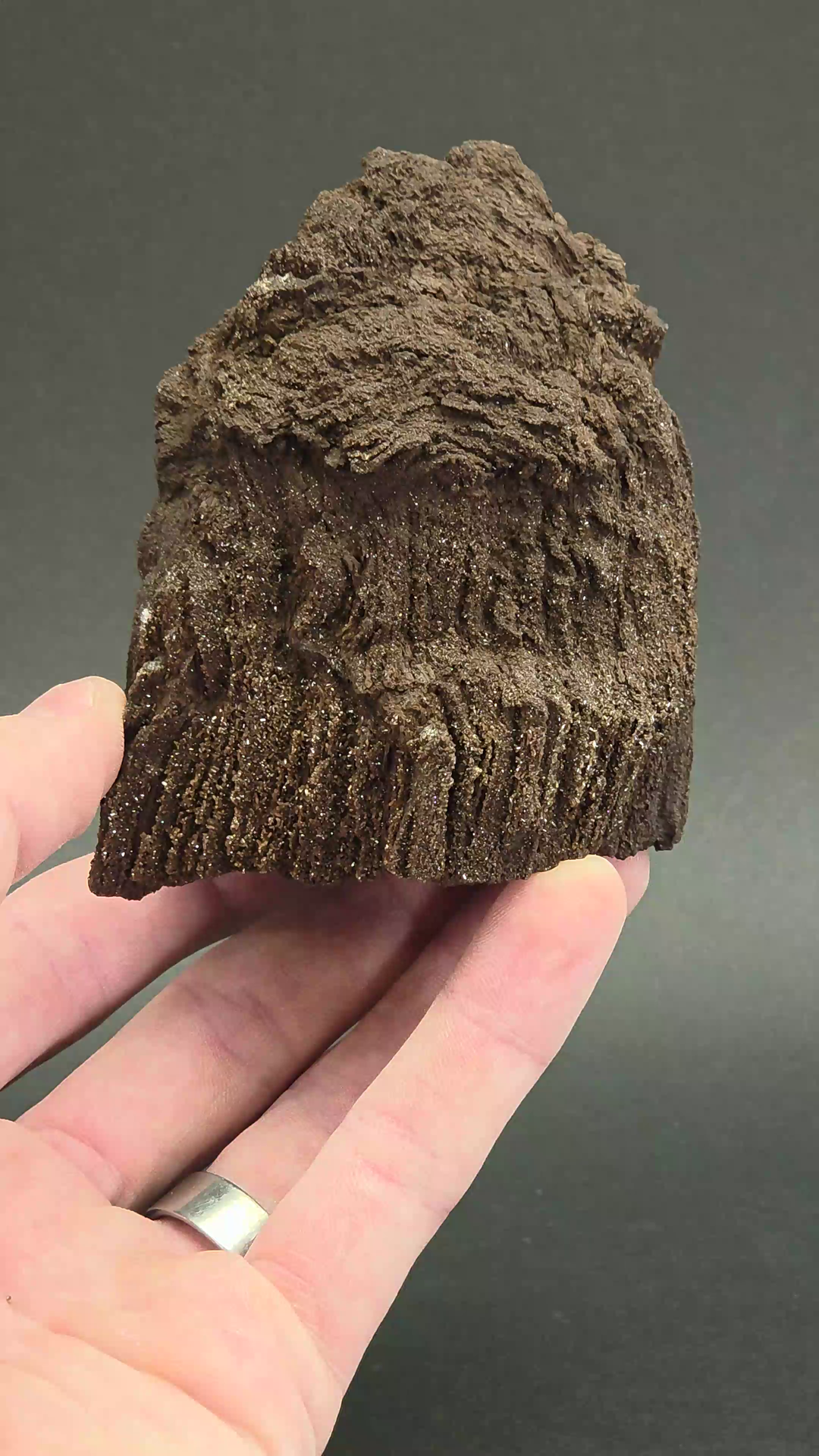 Permineralized Conifer Wood DS1477