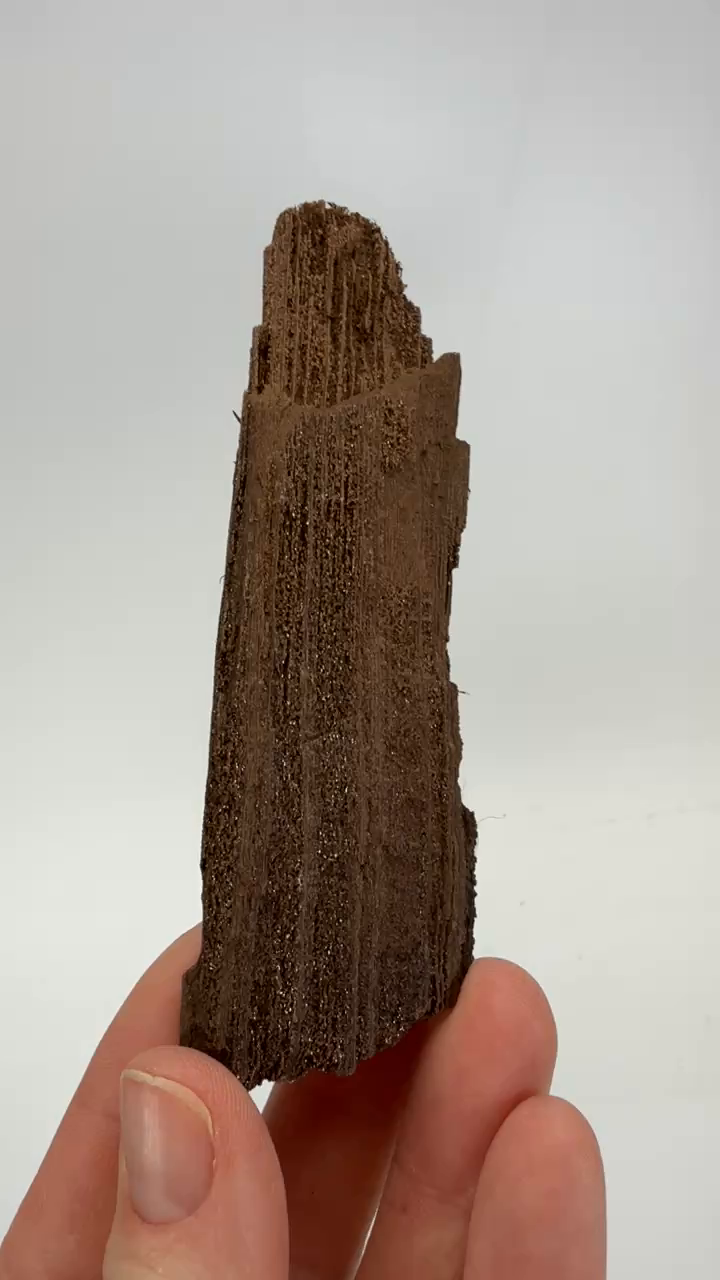 Permineralized Conifer Wood
