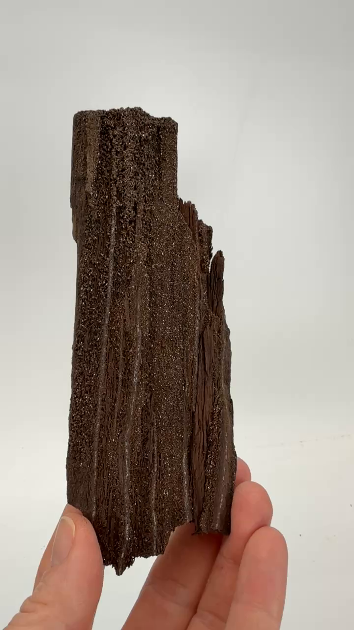 Permineralized Conifer Wood