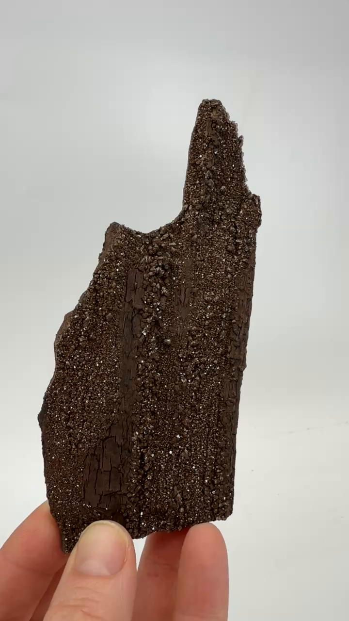 Permineralized Conifer Wood