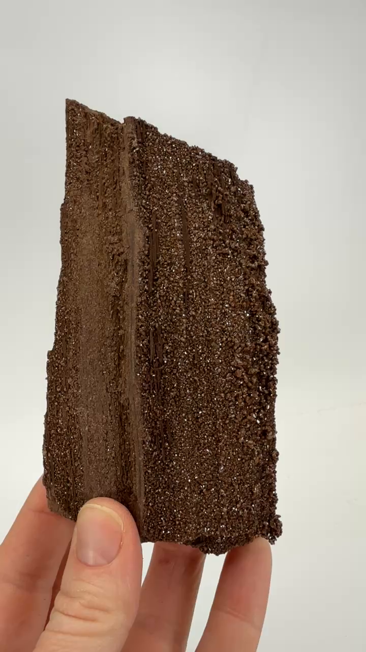 Permineralized Conifer Wood