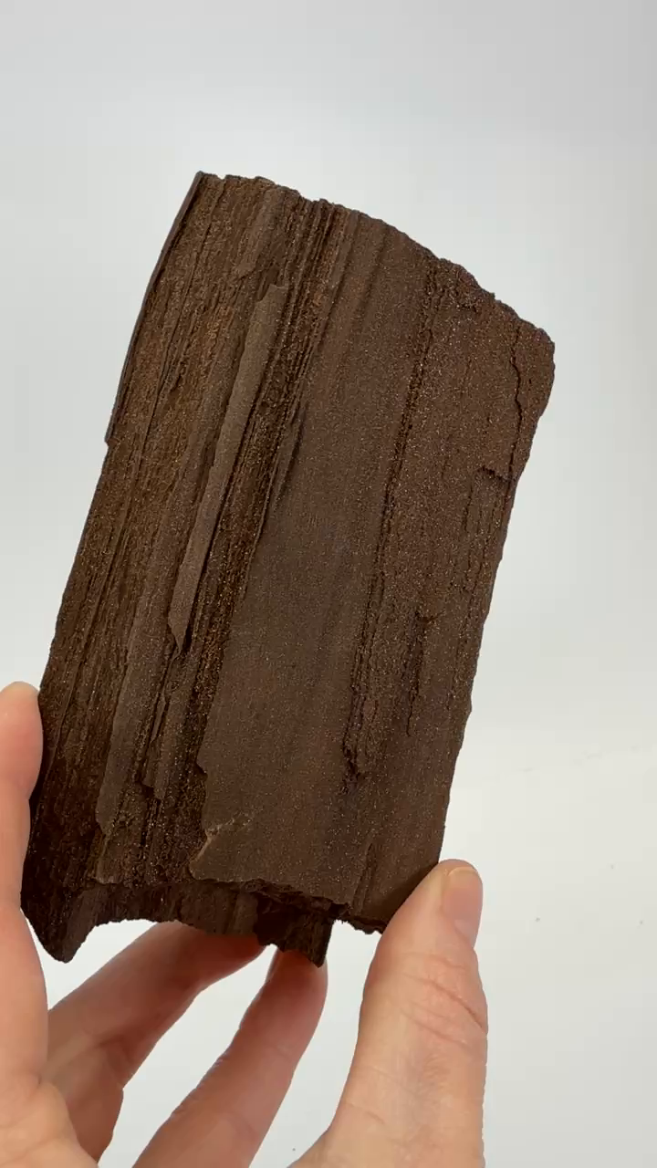 Permineralized Conifer Wood