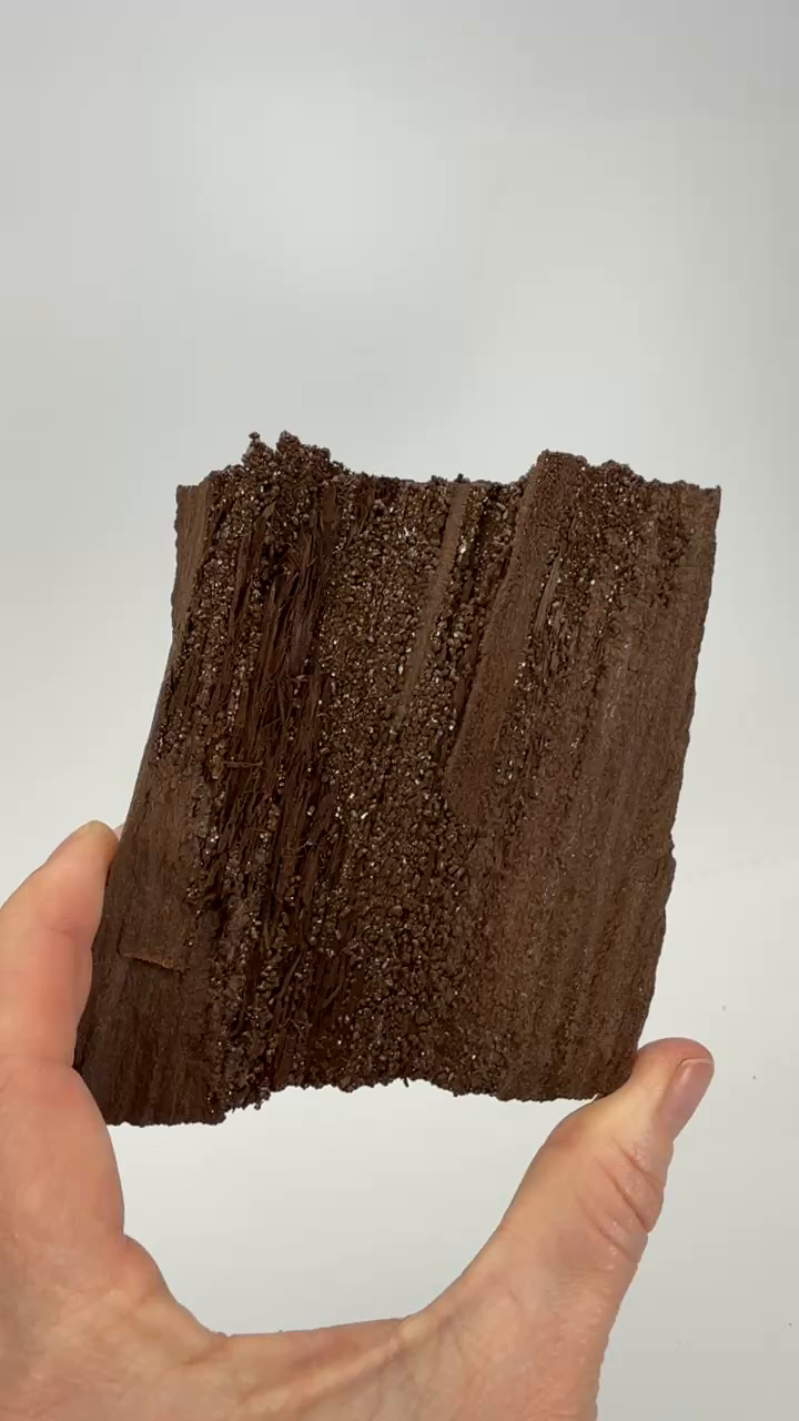 Permineralized Conifer Wood