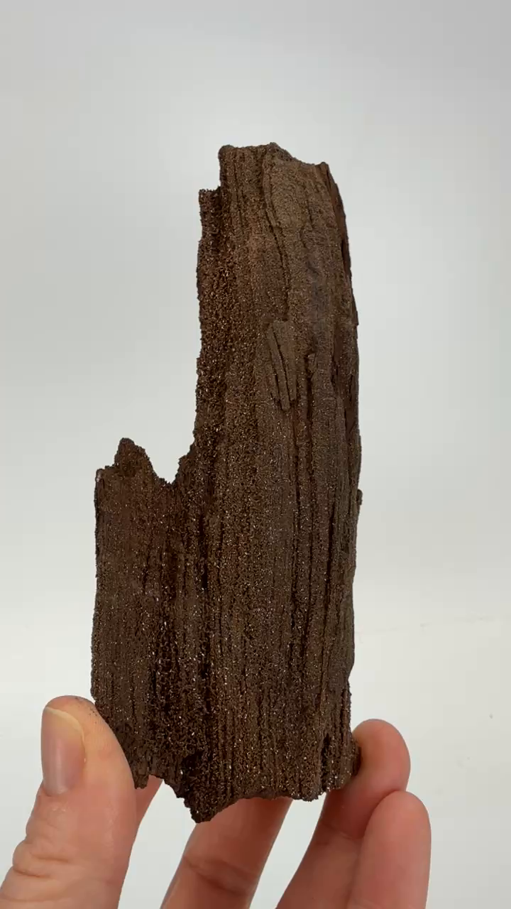 Permineralized Conifer Wood
