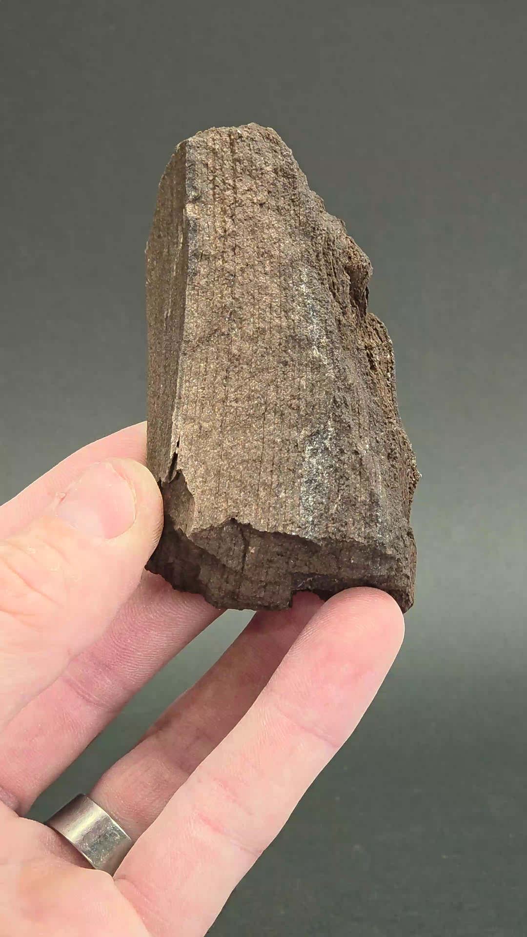 Permineralized Conifer Wood DS223