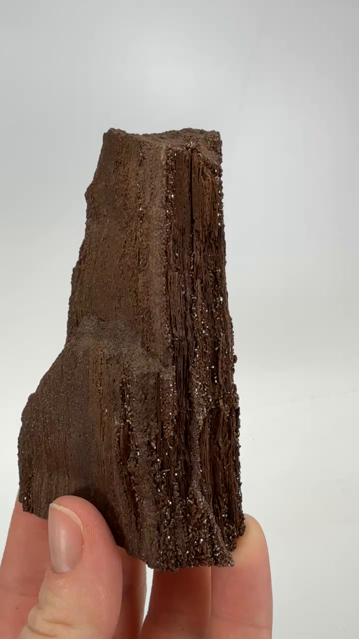 Permineralized Conifer Wood
