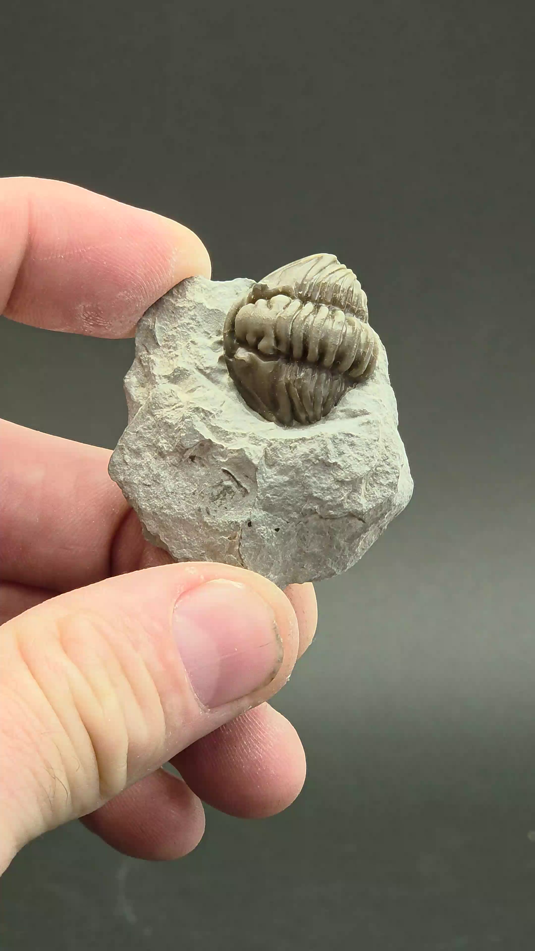 Flexicalymene retorsa Trilobite Fossil from Ohio DS2328