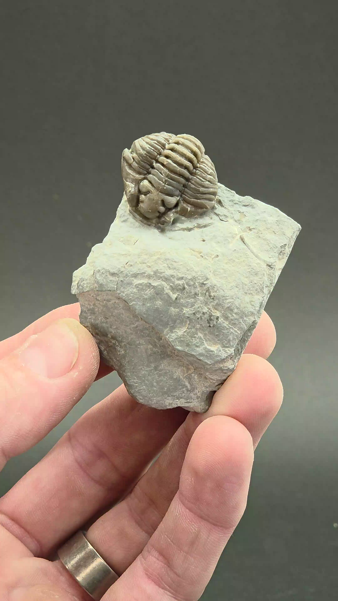 Flexicalymene retorsa Trilobite Fossil from Ohio DS2330